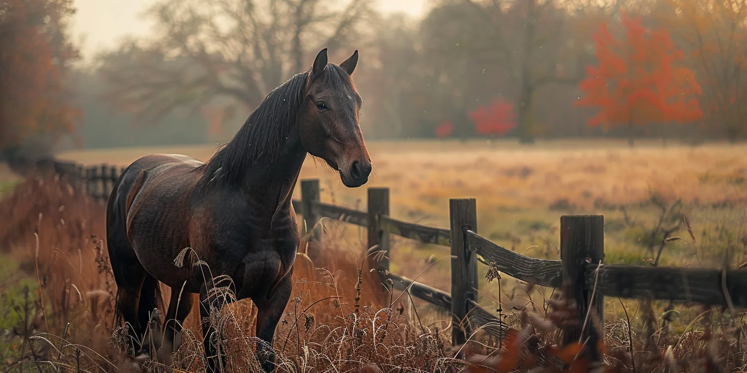 Co należy zrobić po śmierci naszego psa lub kotka?